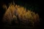 Autum Trees